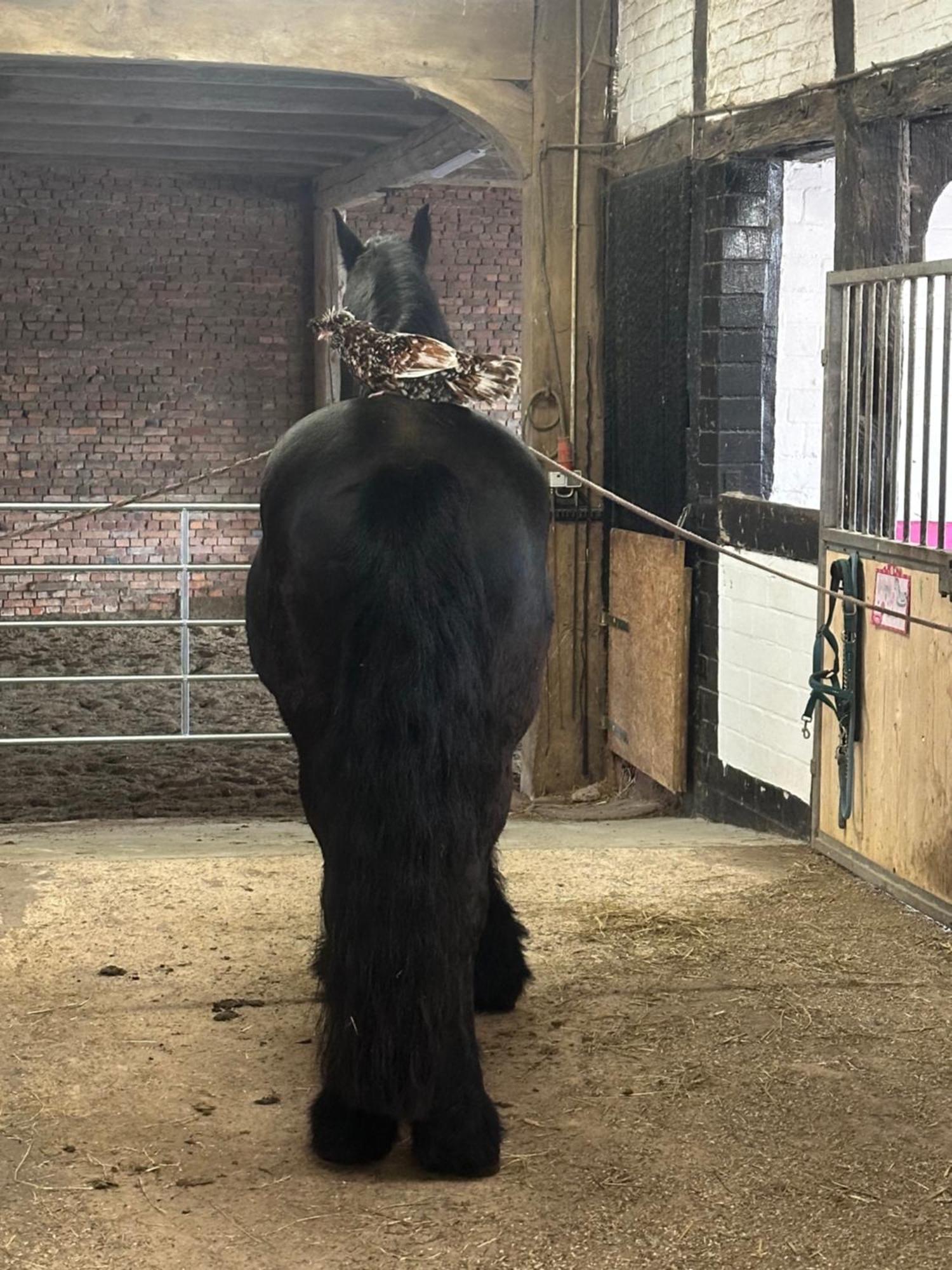 Fewo Im Reit- Und Ponyparadies Roos Halle  Eksteriør bilde